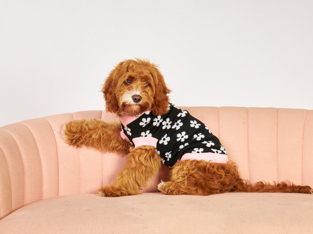 NEW: Skinnydip & Friends 🐾🐶